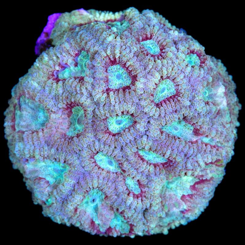 Kingslayer Favia Coral