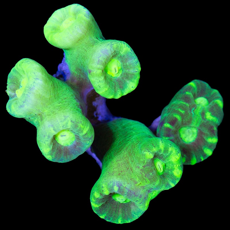 Kryptonite Candy Cane - Mini Colony