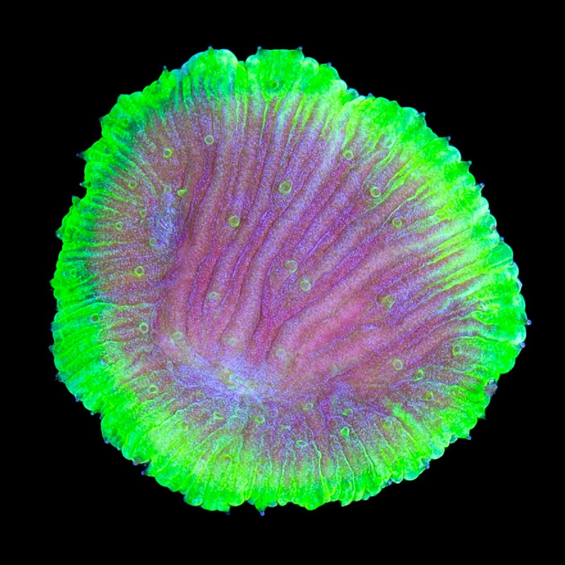 Kryptonite Diaseris Plate Coral - Sm Frag
