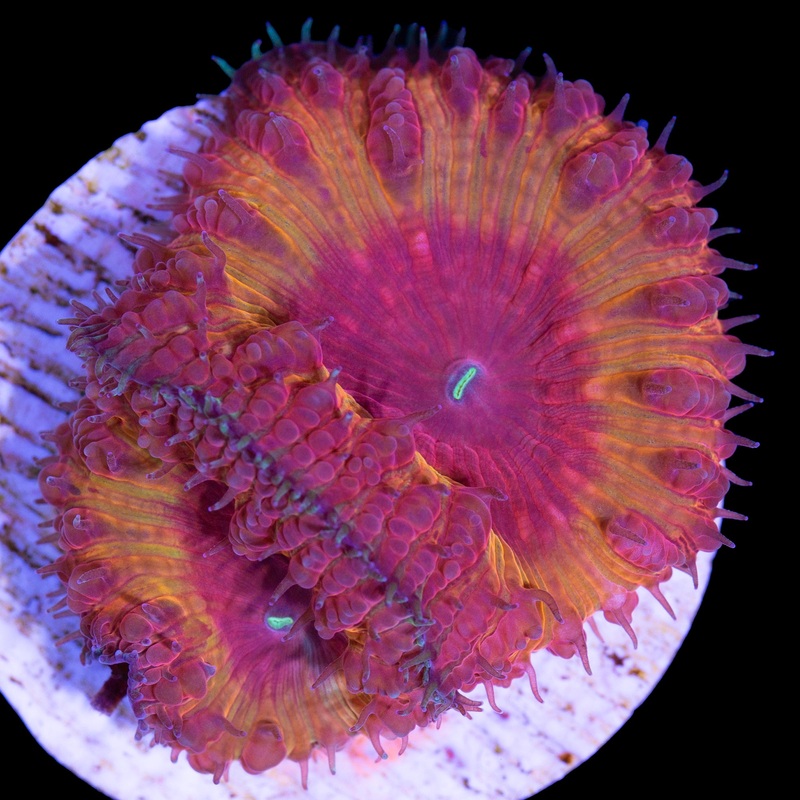 Lava Monster Blastomussa Coral