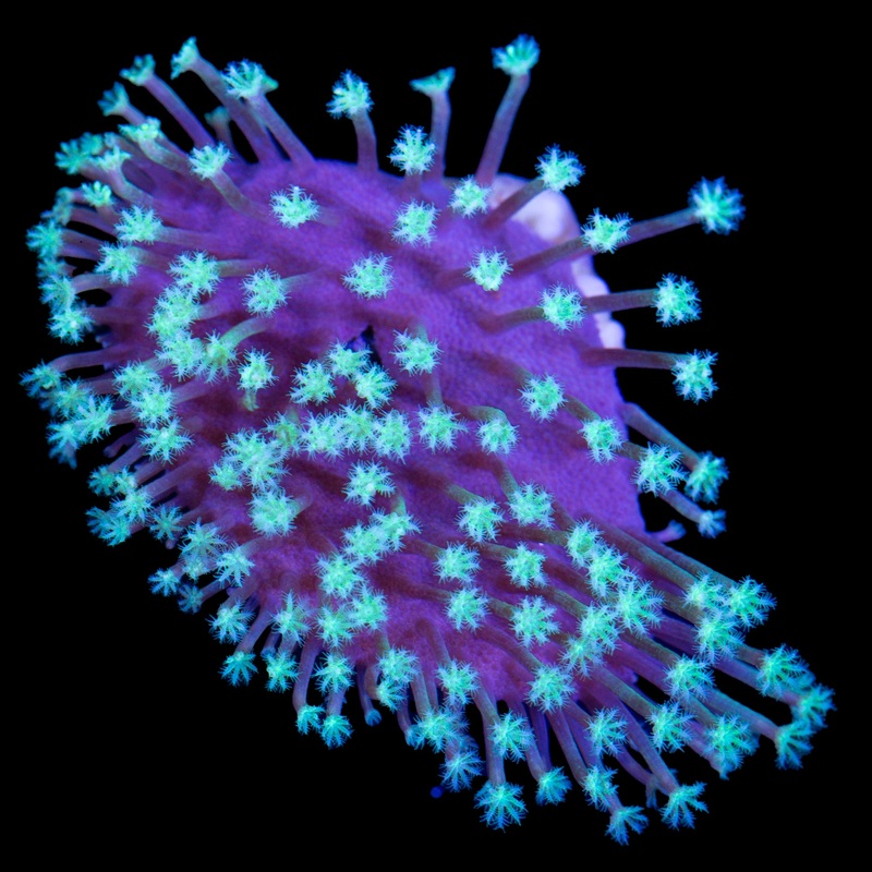 Long Polyped Leather Coral