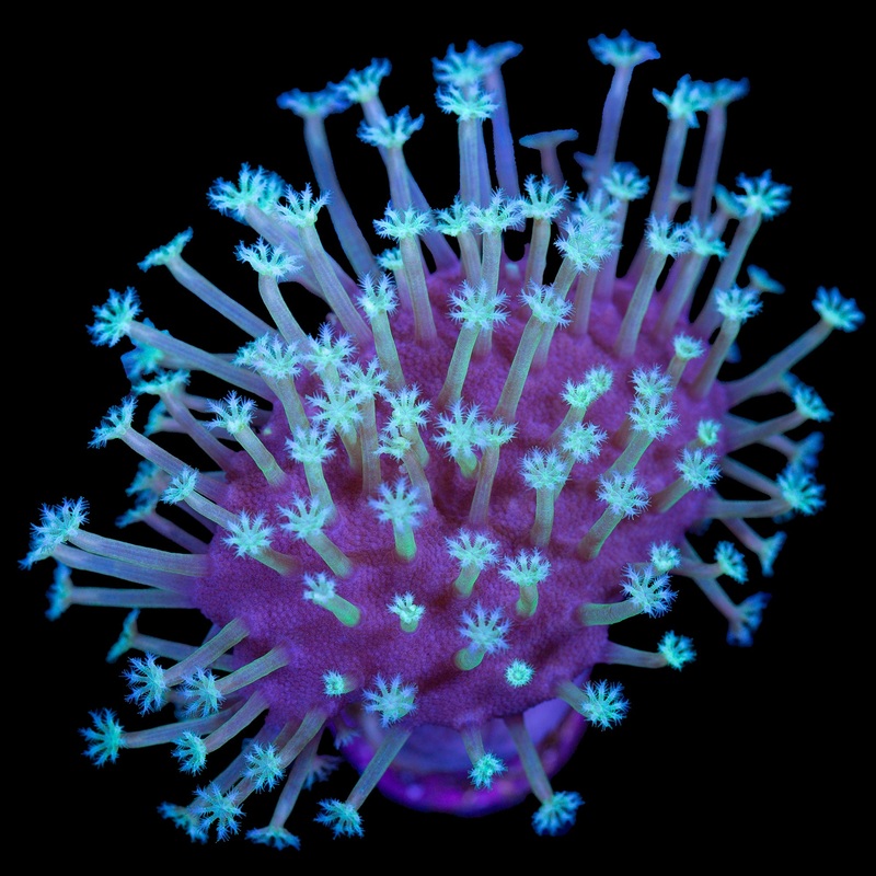 Long Polyped Toadstool Leather Coral