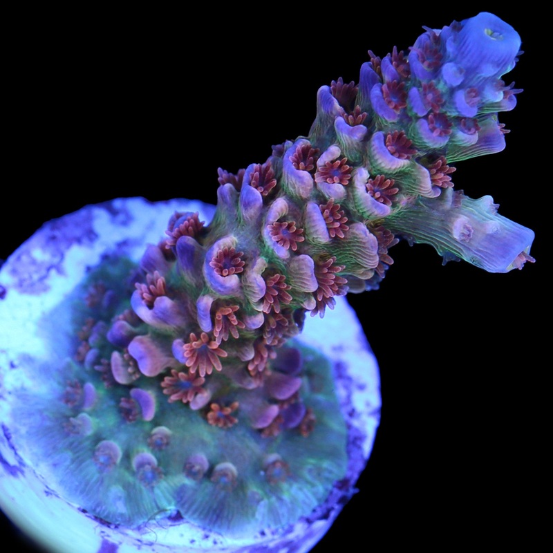 Lucky Charms Acropora Coral - Lg Frag