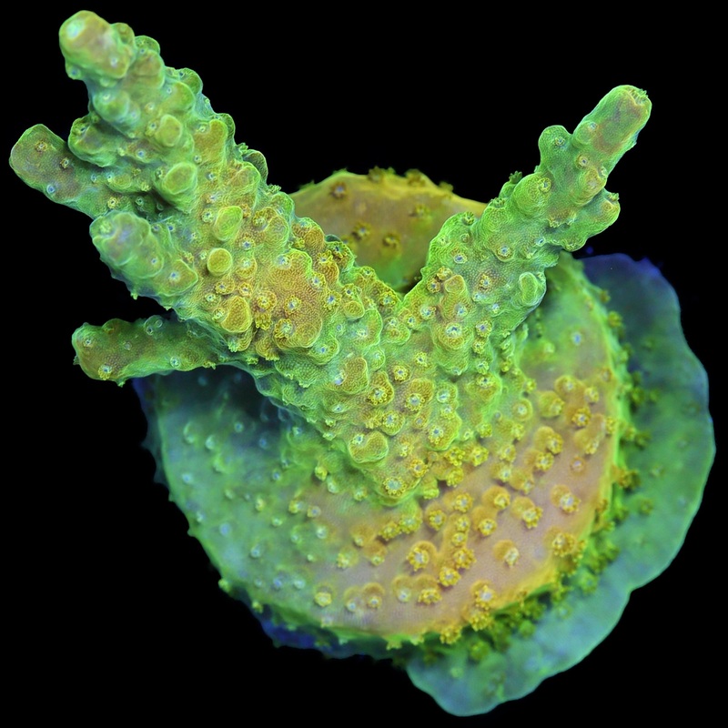 Mellow Yellow Acropora Coral