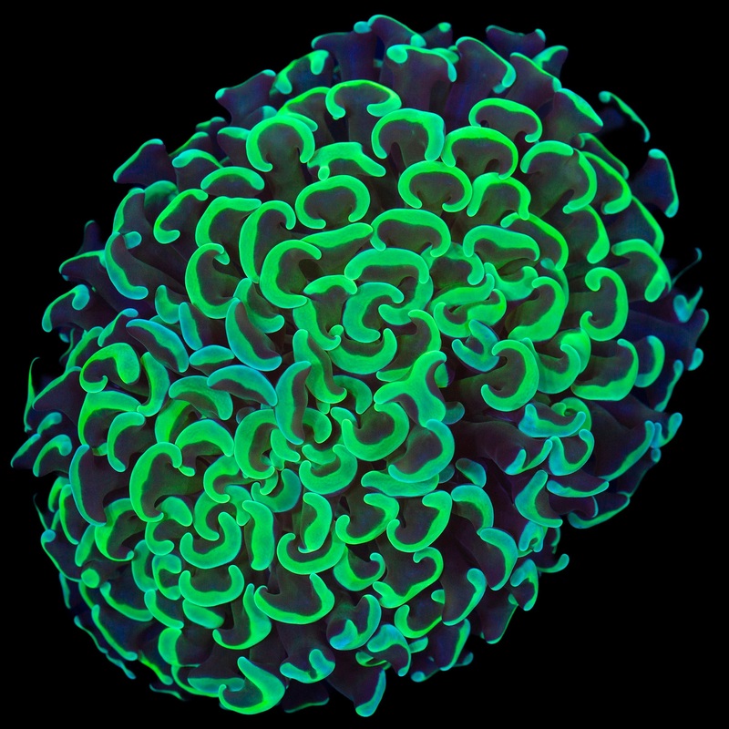 Metallic Green Wall Hammer Coral