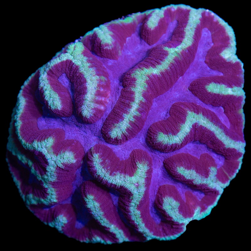 Multicolor Lobophyllia Coral Colony