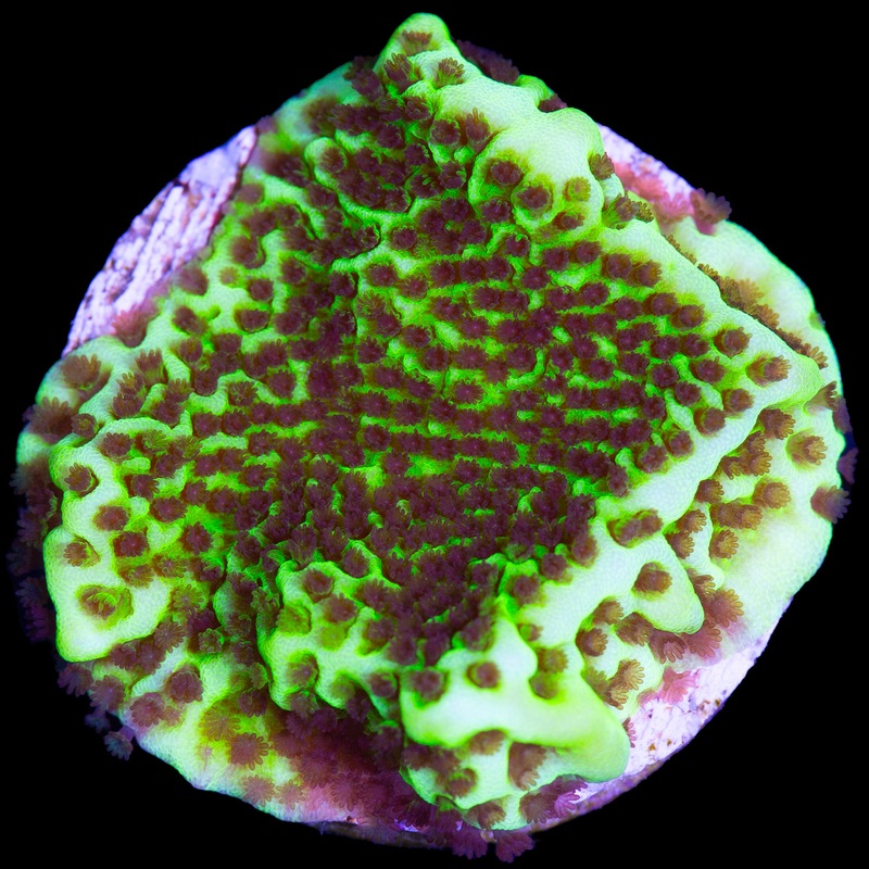Neon Montipora Spongodes Coral