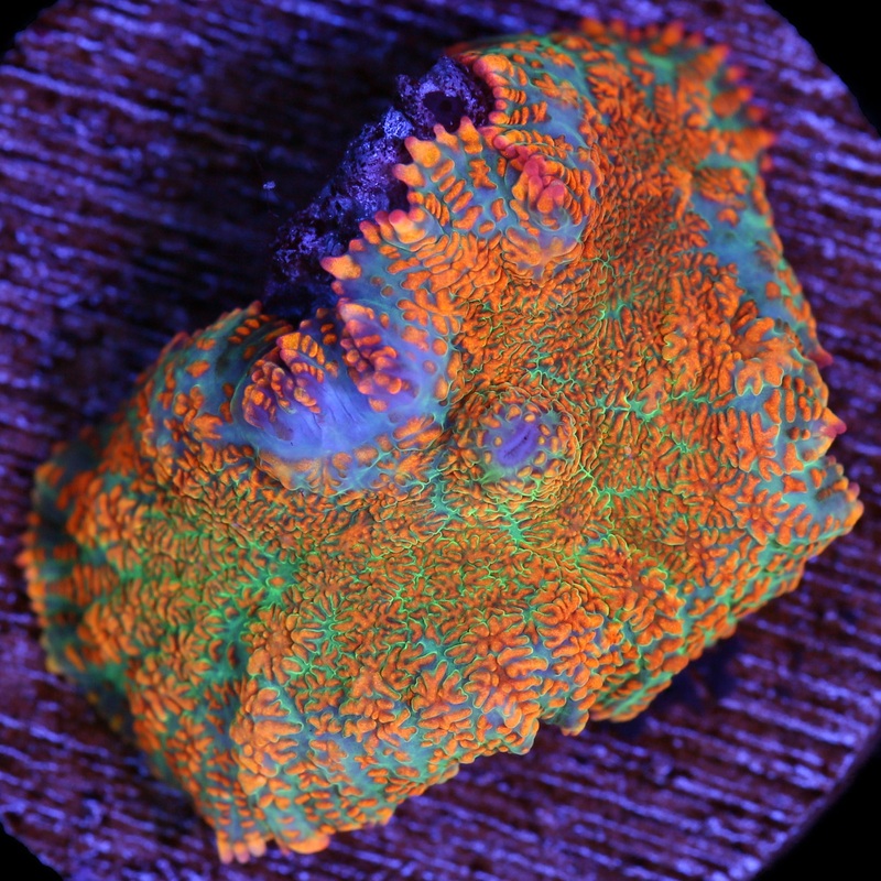 Orange Dream Rhodactis Mushroom