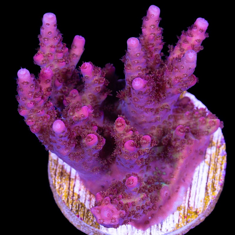 PC Rainbow Acropora Coral - Mini Colony