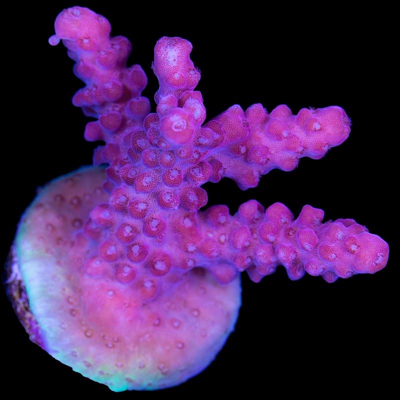 Pink Sunrise Acropora Coral