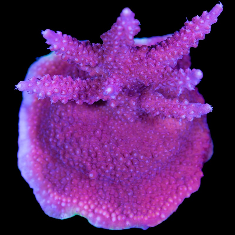 Pink Sunrise Acropora Coral - Mini Colony