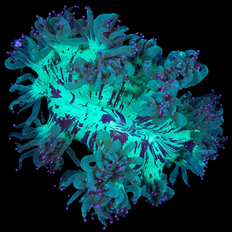 Pink Tip Elegance Coral