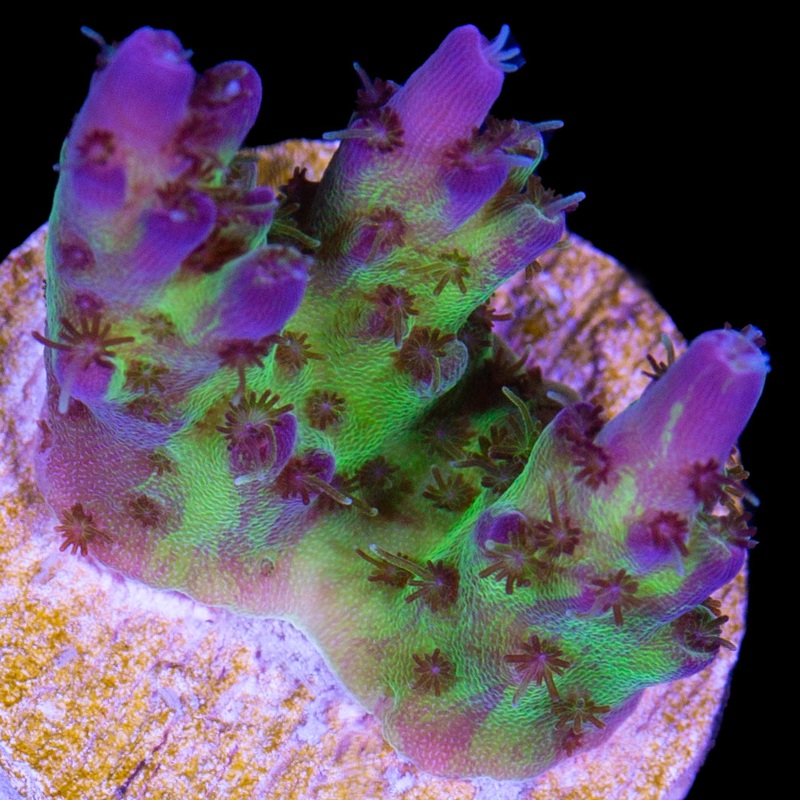 Purple Matrix Acropora Coral