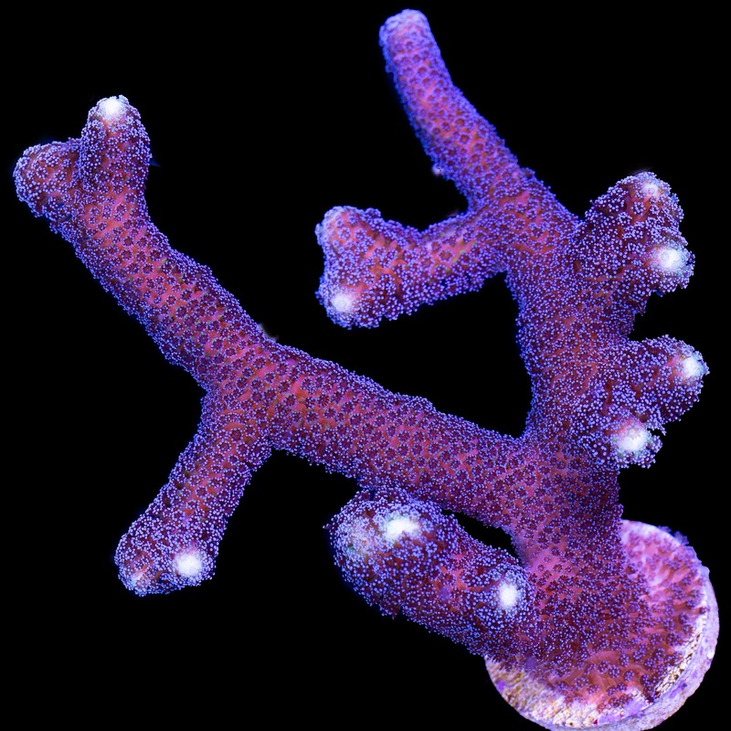 Purple Stylophora Coral Colony