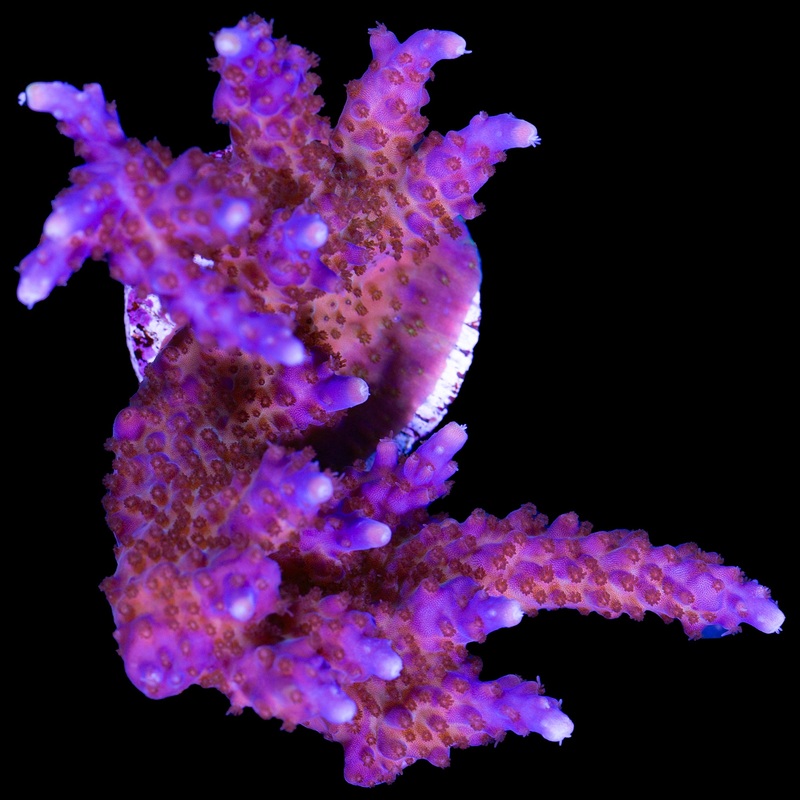 Purple Valida Acropora Coral - Mini Colony
