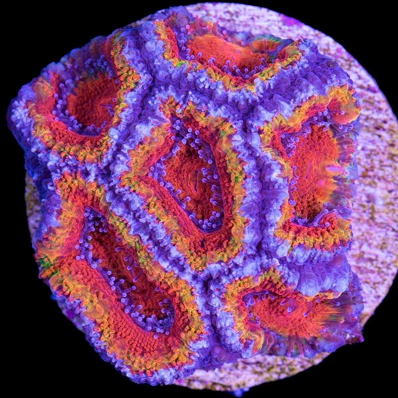 Rainbow Acan Coral - Lg Frag