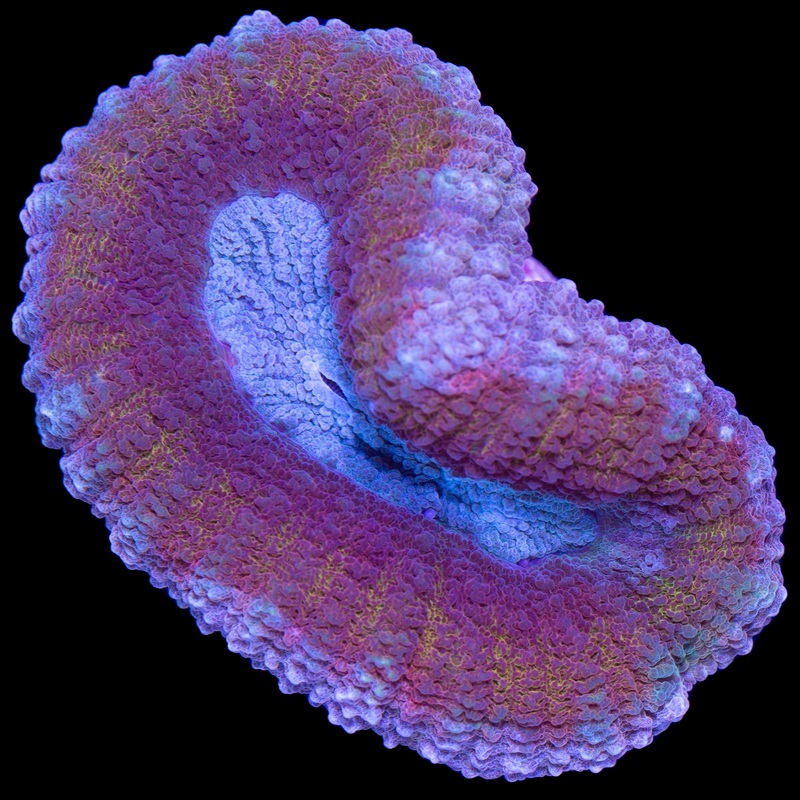 Rainbow Aussie Lobophyllia Coral