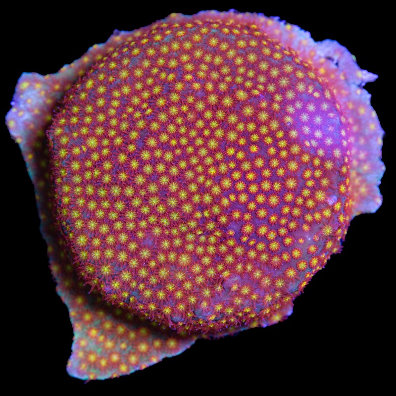 Rainbow Stylocoeniella Coral