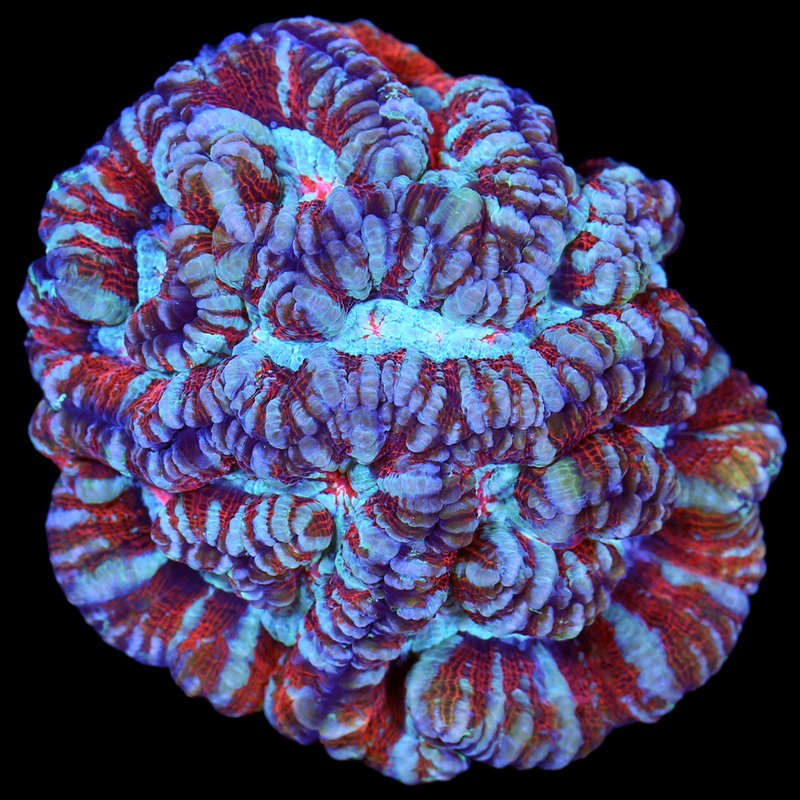 Rainbow Symphyllia Wilsoni Coral Colony