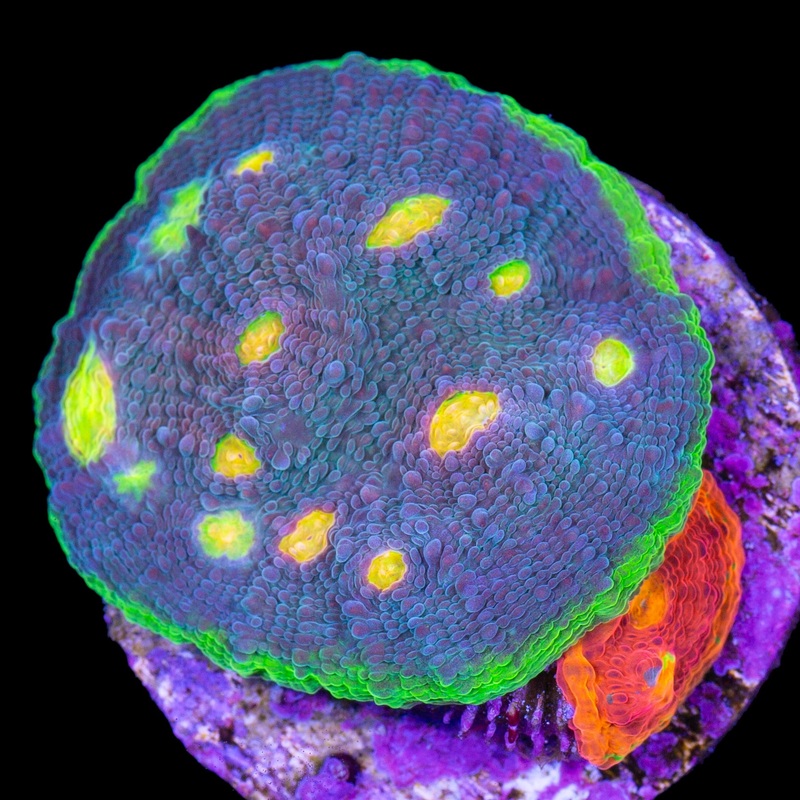 Rainbow Unicorn Echinophyllia Coral