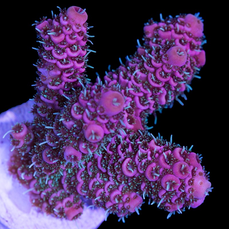 Raspberry Millepora Acropora Coral - Chunky Frag