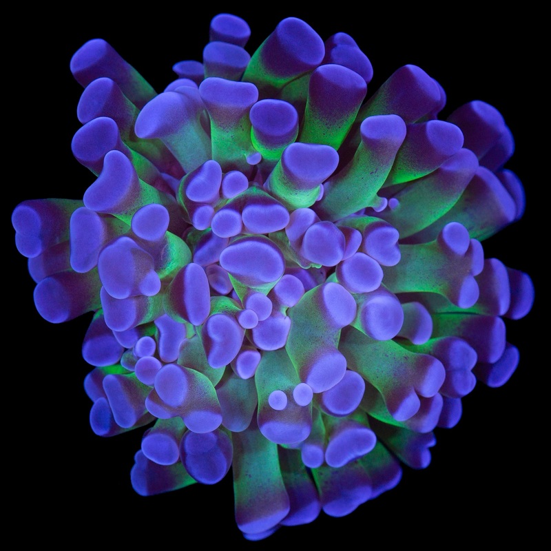 Reverse Holorgram Branching Hammer Coral