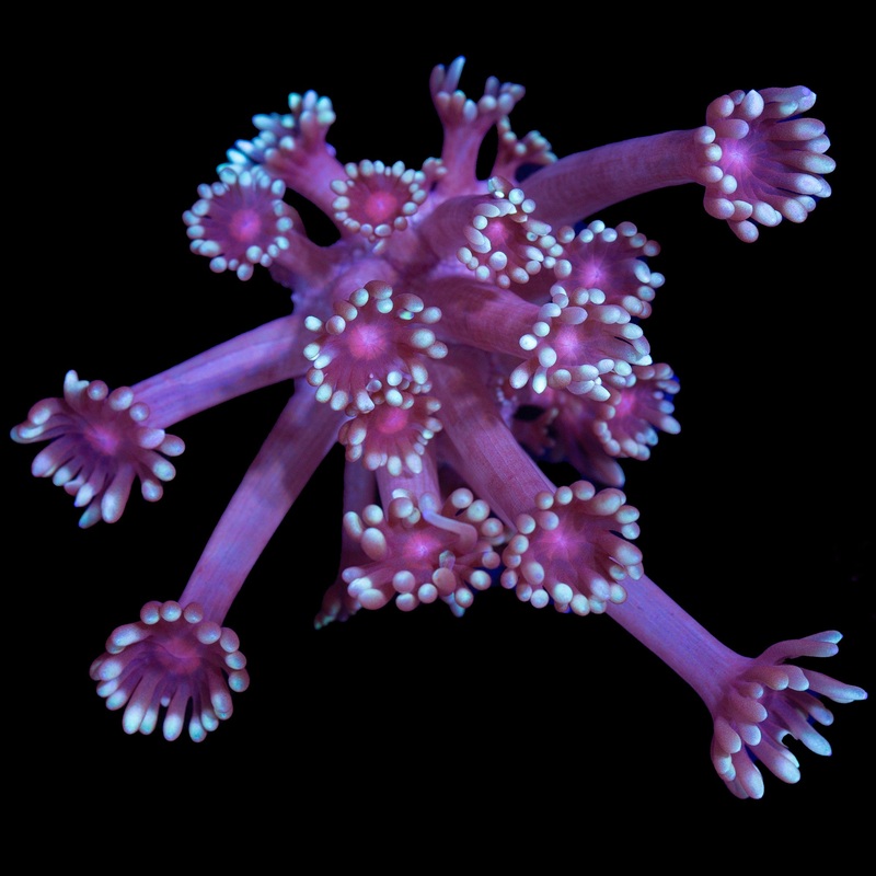 Sakura Goniopora Coral