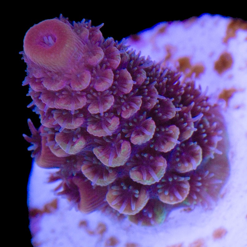 SBB Heisenberg Acropora Coral