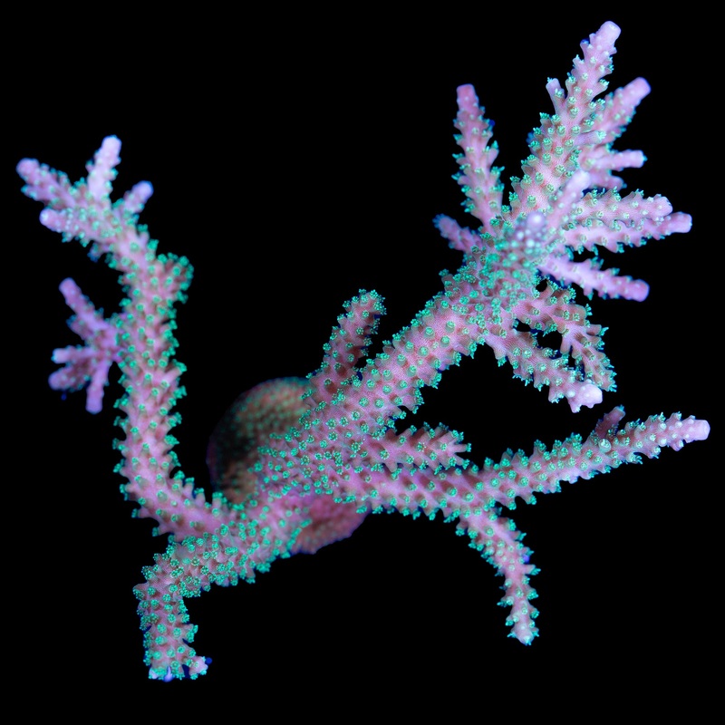 Scripps Green Acropora Coral Colony