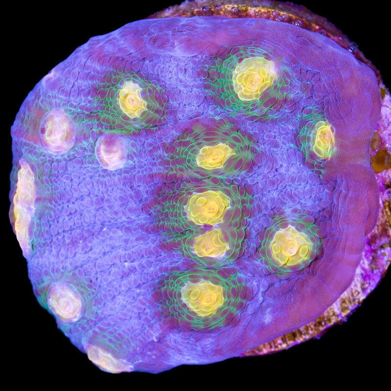 Solar Flare Mycedium Coral