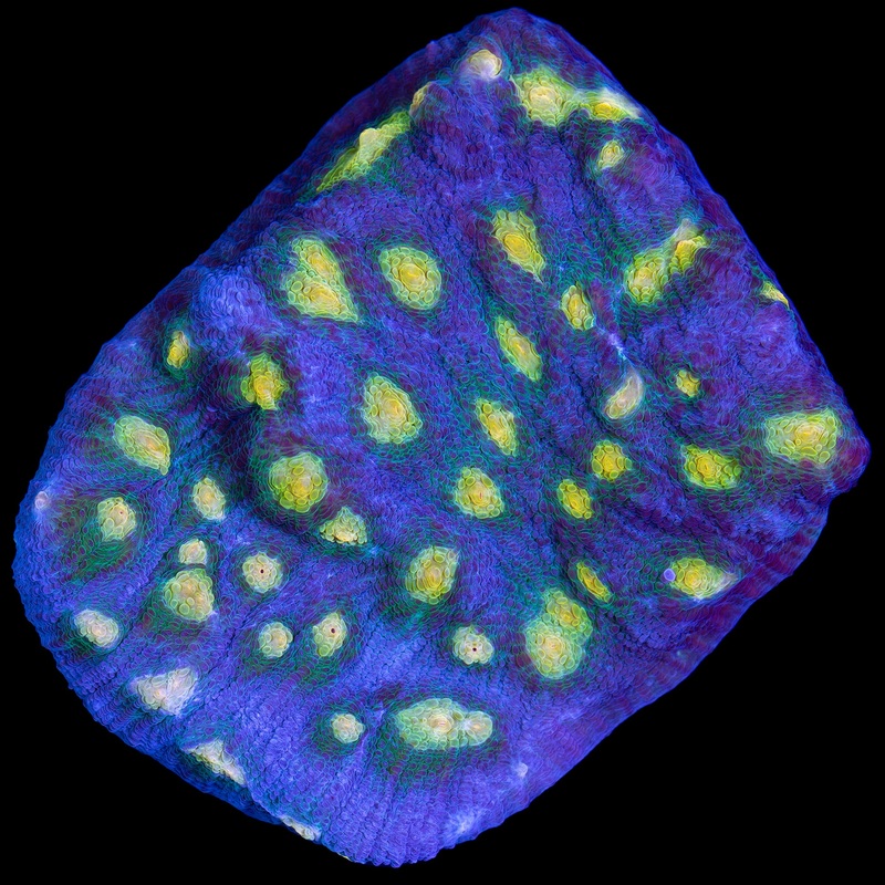 Solar Flare Mycedium Coral - Mini Colony