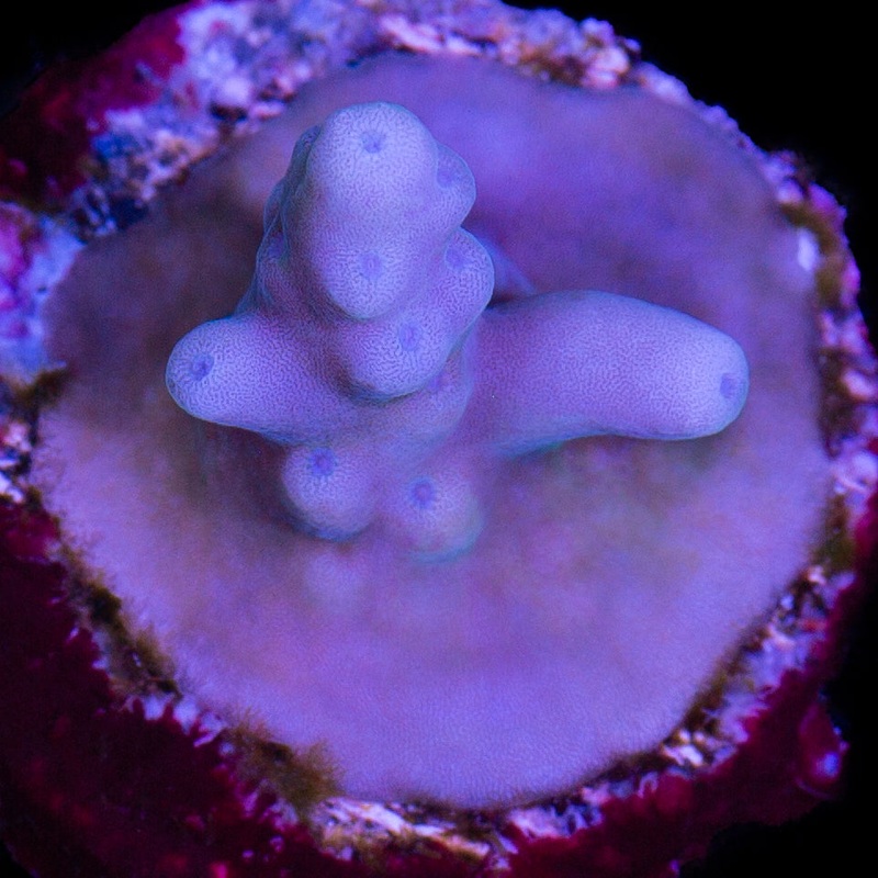 Solomon Islands Purple Monster Acropora Coral (imported 2024)