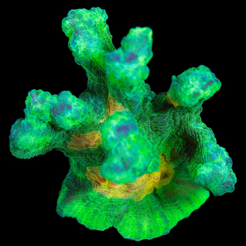 Space Invader Pectinia Coral - Lg Frag