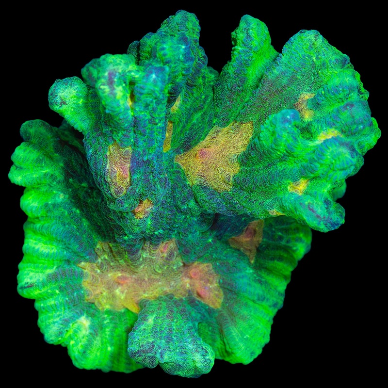 Space Invader Pectinia Coral - Mini Colony