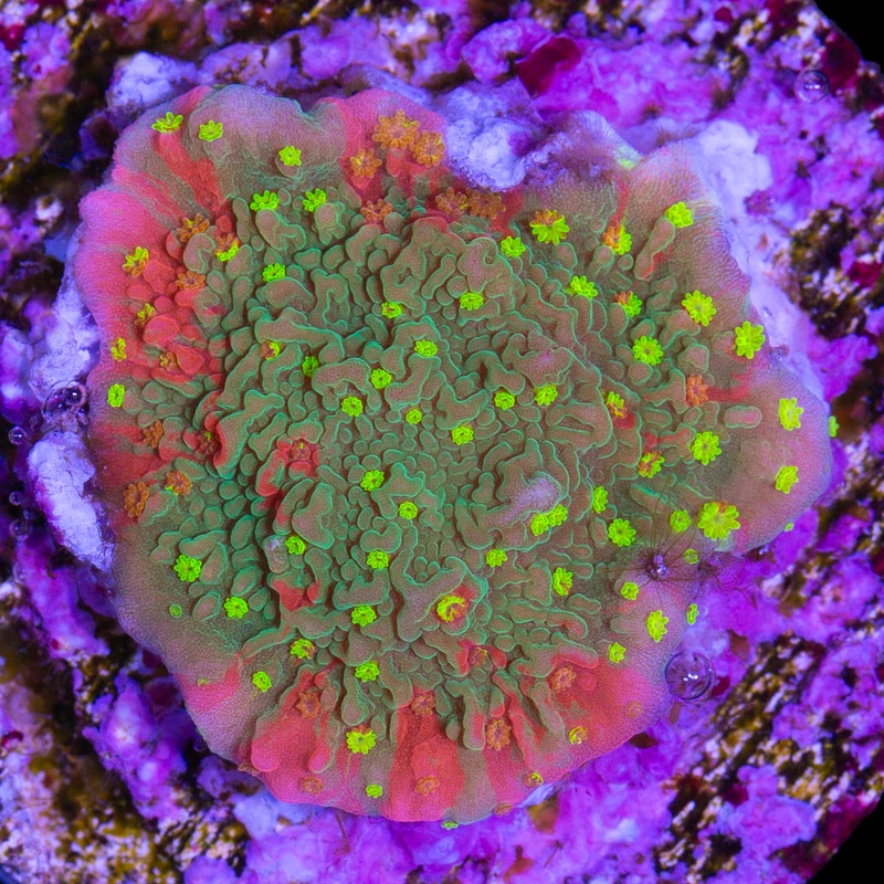 Starburst Grafted Montipora Capricornus Coral