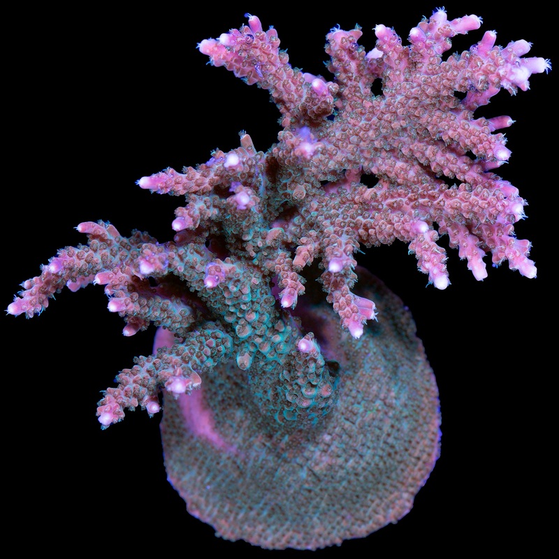 Sunrise Acropora Coral Colony - Aquacultured