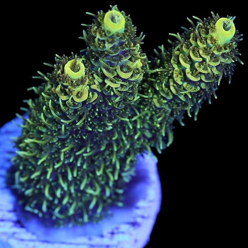 Sunshine Millepora Acropora Coral