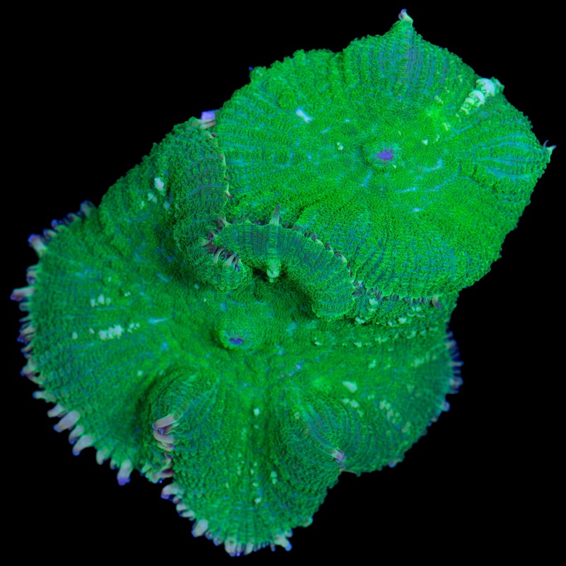 Super Green Rhodactis Mushrooms