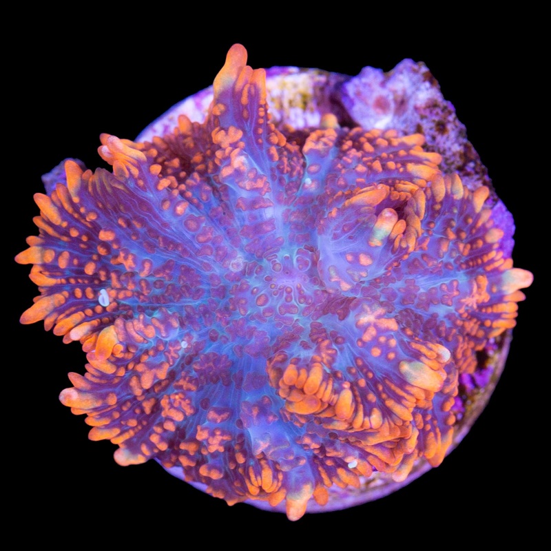 Superman Bullseye Mushroom Coral