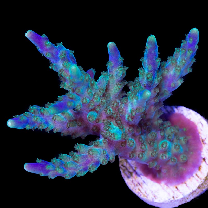 Tricolor Valida Acropora Coral - Lg Frag