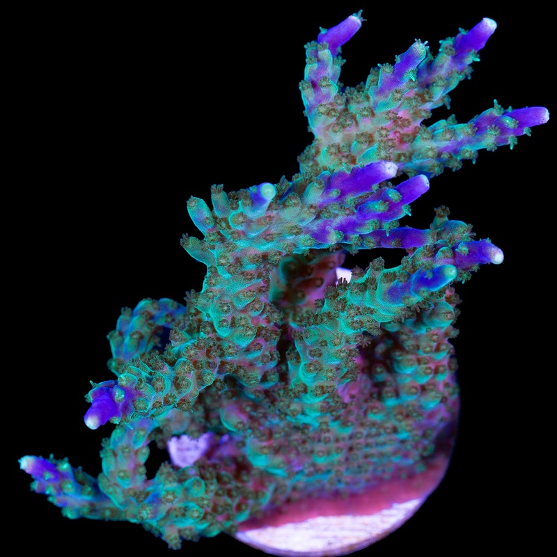 Tricolor Valida Acropora Coral - Mini Colony