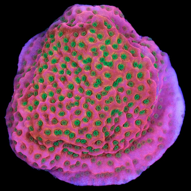 Tropic Thunder Montipora Coral