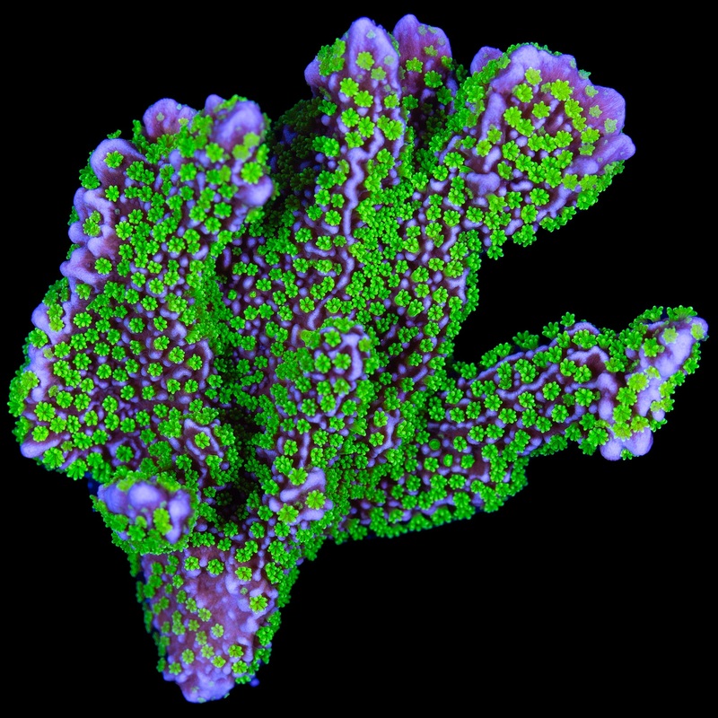 Tubbs Stellata Montipora Coral - Chunky Frag