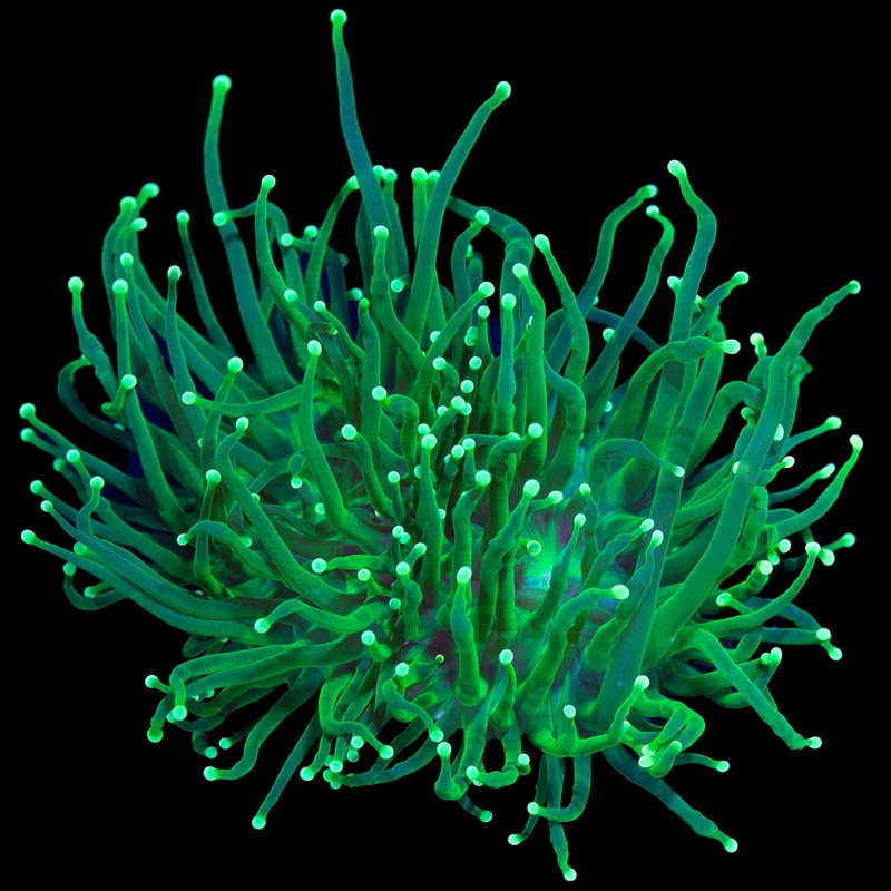 Ultimate Green Torch Coral