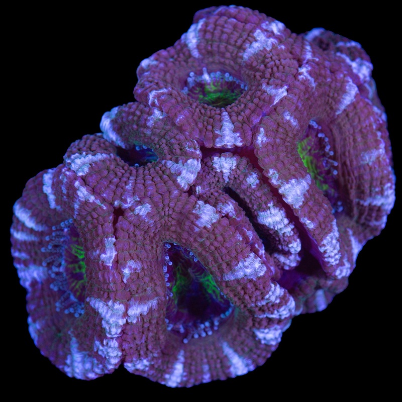 Ultra Acan Coral