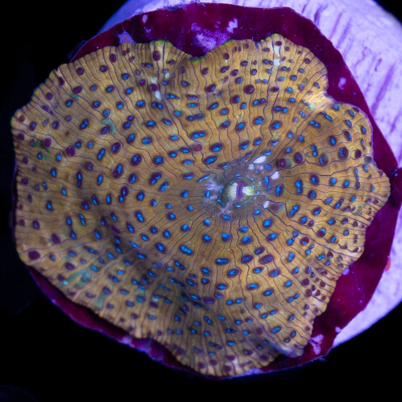 Ultra Discosoma Mushroom