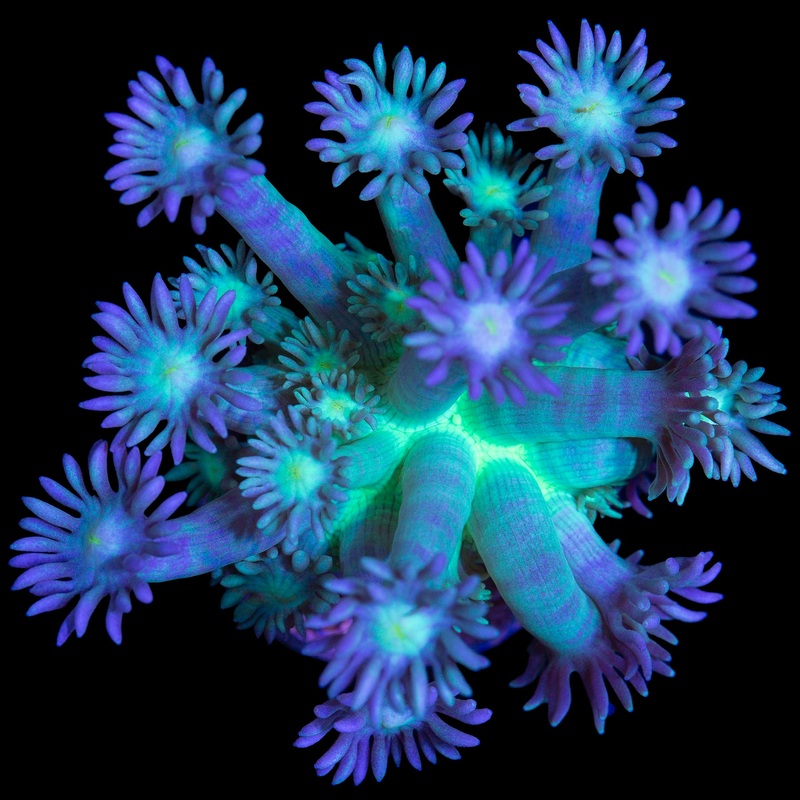 Ultra Puprple & Green Goniopora Coral