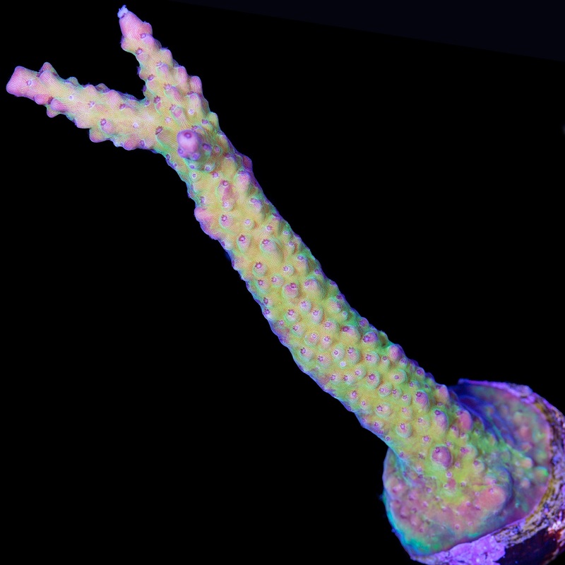 Ultra Staghorn Acropora Coral
