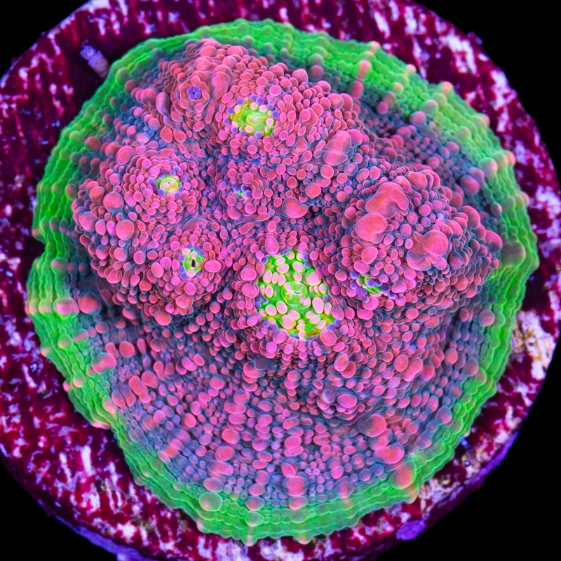 Ultra Watermelon Echinophyllia Coral