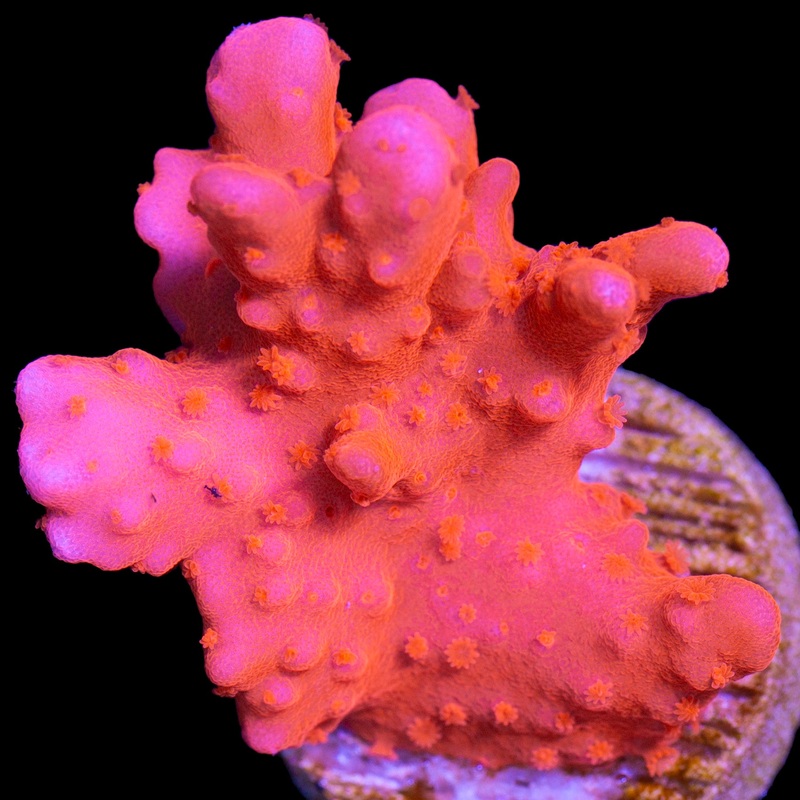 Viivd's Montipora Setosa Coral